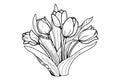 Flowers Tulips. Black and white image . Coloring for adults. Royalty Free Stock Photo